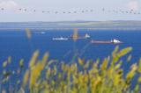 Мазутна пляма Чорного моря