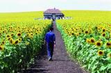 Українець: версія Голівуда